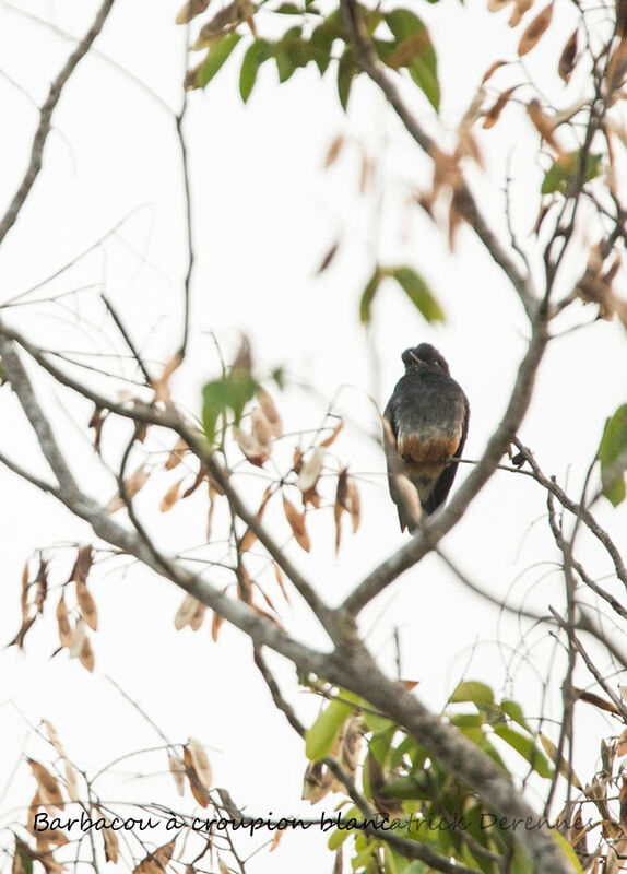 Swallow-winged Puffbird, identification, habitat