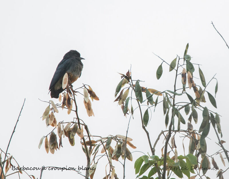 Swallow-winged Puffbird, identification, habitat