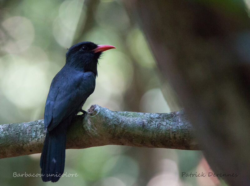 Black-fronted Nunbird, identification, habitat