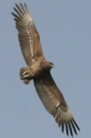 Bateleur