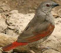 Red-winged Pytilia