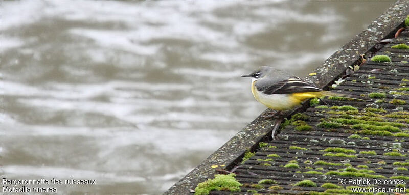 Grey Wagtail male adult post breeding, identification