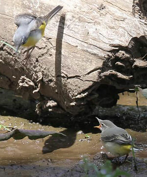 Grey Wagtail 
&copy; Patrick Derennes