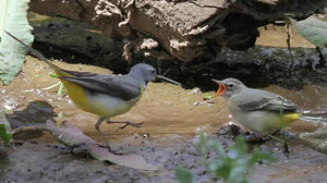 Grey Wagtail 
&copy; Patrick Derennes