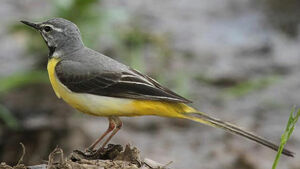 Grey Wagtail 
&copy; Patrick Derennes