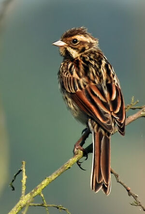 Common Reed Bunting