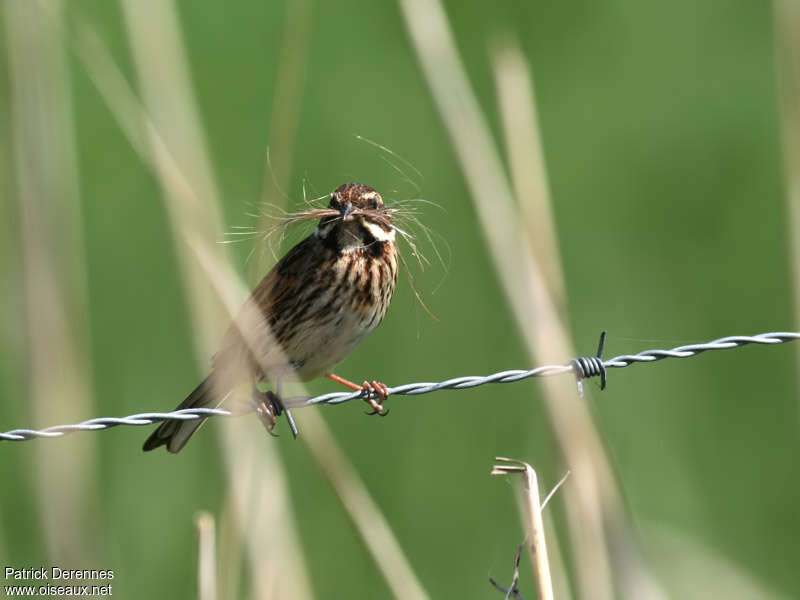 Common Reed Bunting female adult breeding, Reproduction-nesting