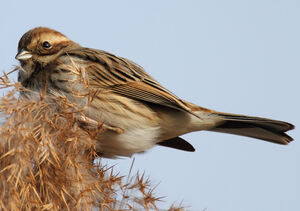 Common Reed Bunting 
&copy; Patrick Derennes