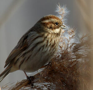 Common Reed Bunting 
&copy; Patrick Derennes