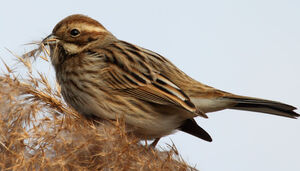 Common Reed Bunting 
&copy; Patrick Derennes
