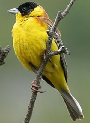 Black-headed Bunting