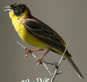 Black-headed Bunting