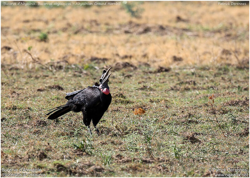 Abyssinian Ground Hornbill male adult, identification