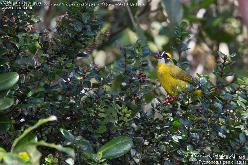 Yellow-eared Bulbul, identification, habitat, feeding habits