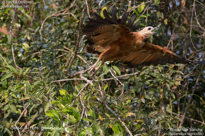 Black-collared Hawk, identification, habitat, Flight