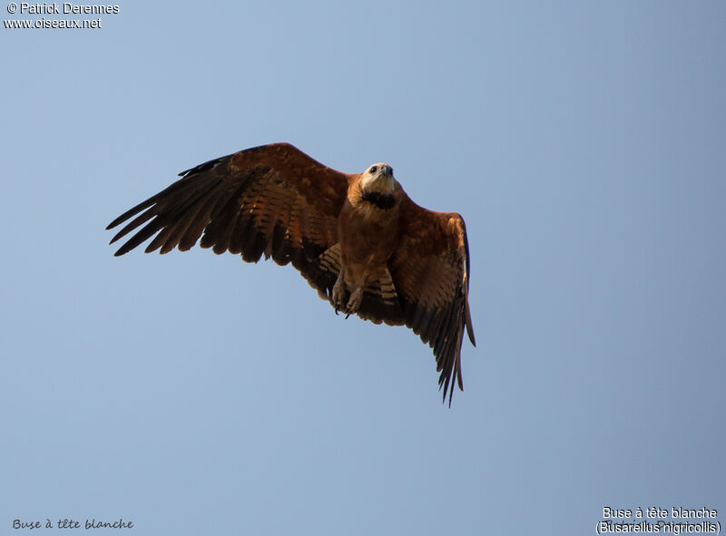 Black-collared Hawk, Flight