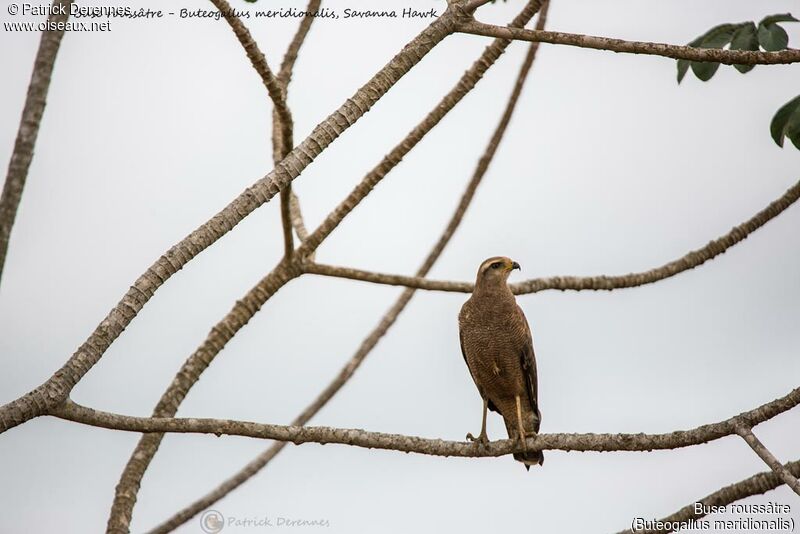 Savanna Hawk, identification, habitat