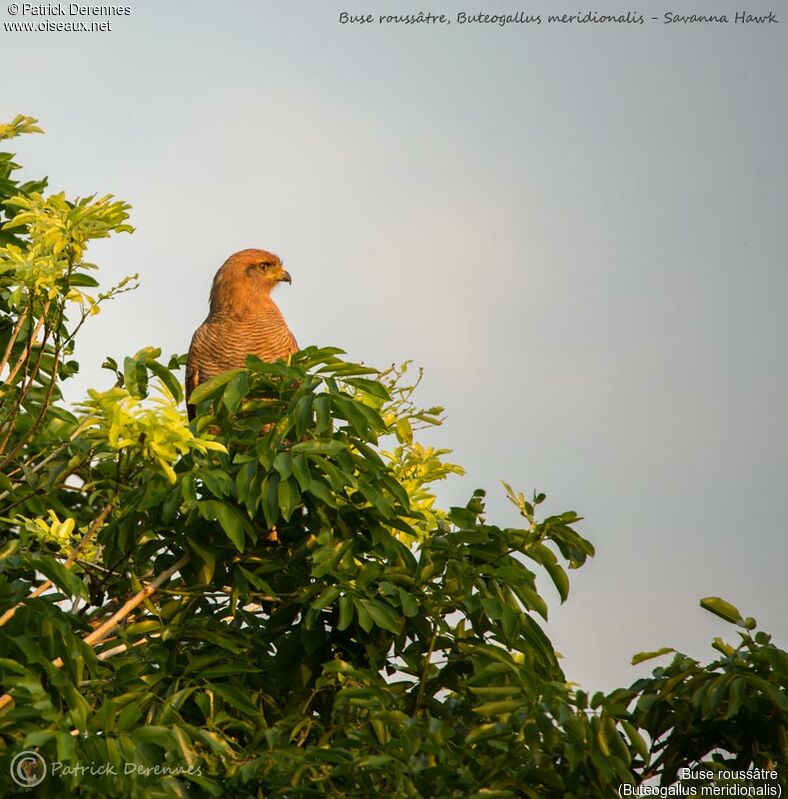 Savanna Hawk, identification, habitat