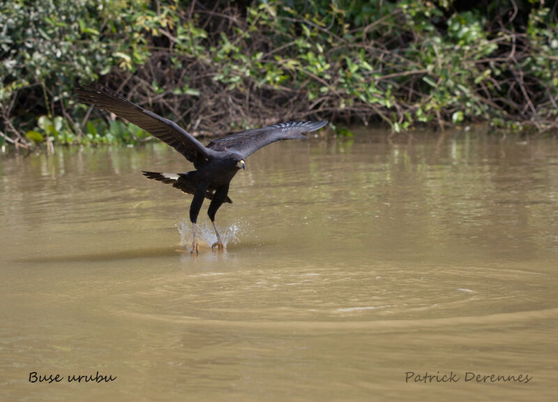 Great Black Hawk, identification, habitat, Flight, fishing/hunting