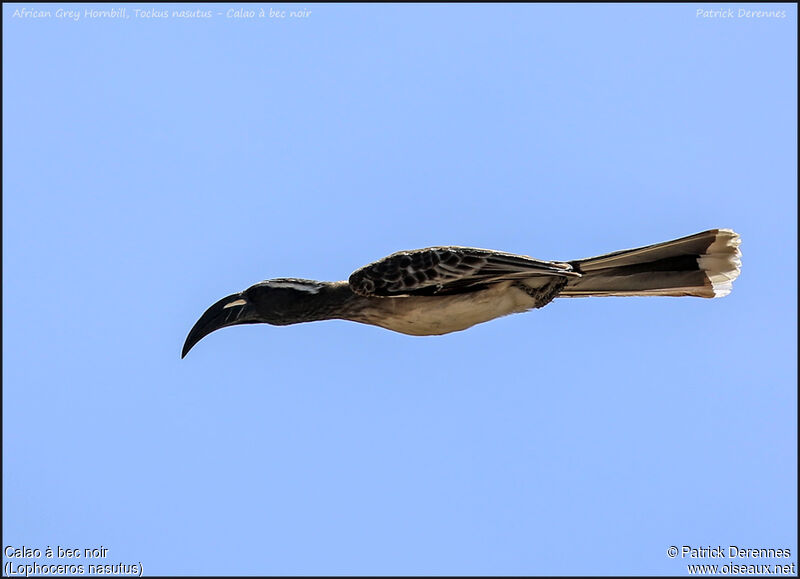 African Grey Hornbill female adult, Flight