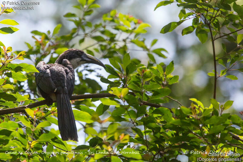 Sri Lanka Grey Hornbill female, identification, habitat