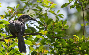 Sri Lanka Grey Hornbill