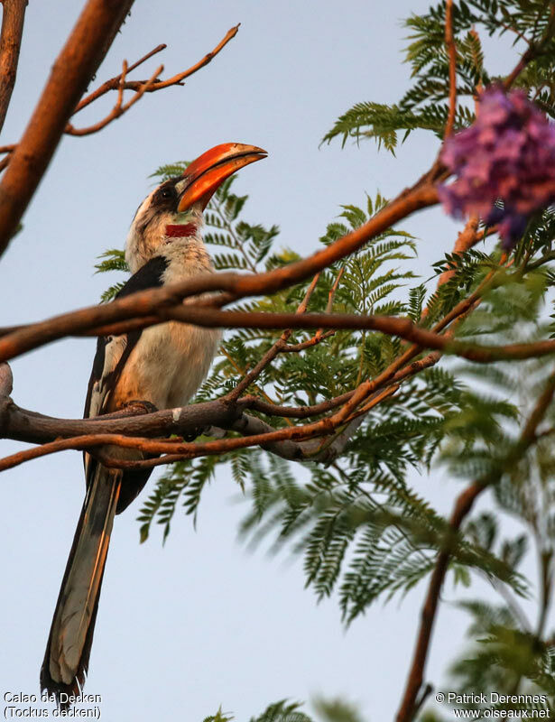 Von der Decken's Hornbill male adult, identification, song