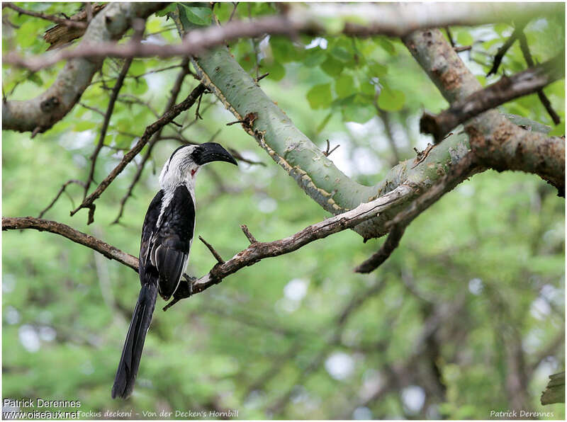 Von der Decken's Hornbill female adult, habitat
