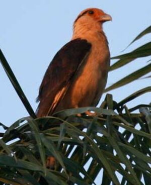 Yellow-headed Caracara