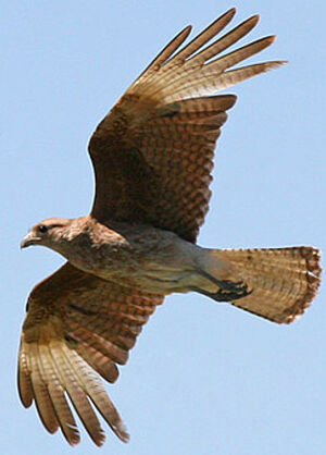 Chimango Caracara