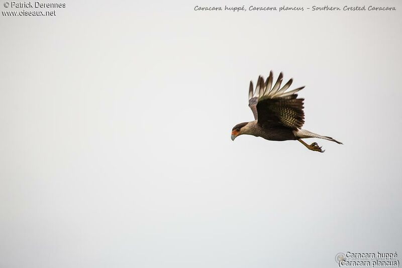 Southern Crested Caracara, Flight