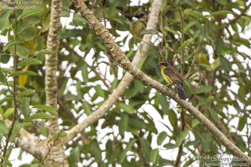 Unicolored Blackbird female, identification, habitat