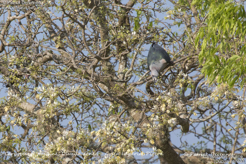 Green Imperial Pigeon, identification, habitat, eats