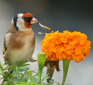 European Goldfinch