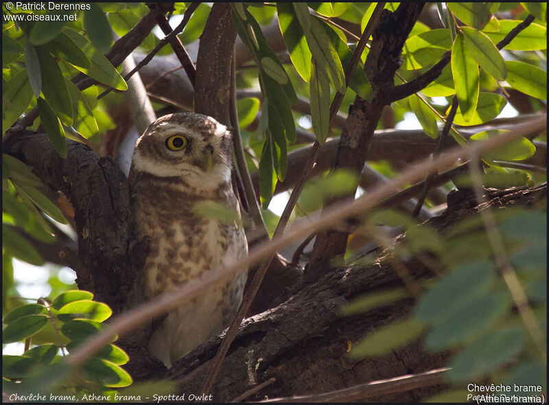 Spotted Owlet, identification, habitat