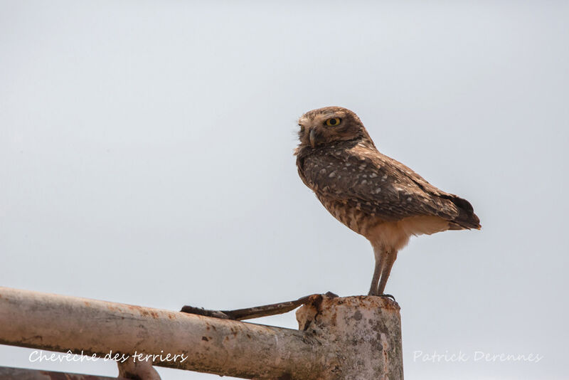 Burrowing Owl, identification, habitat