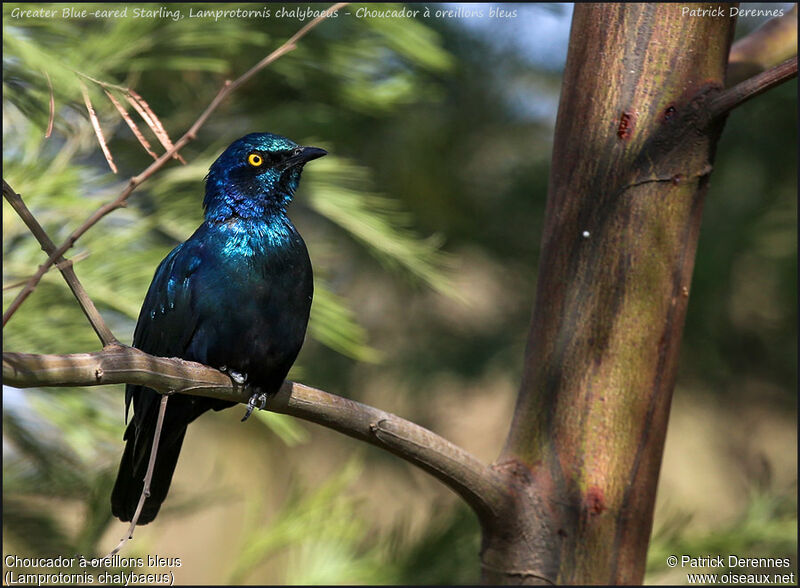 Greater Blue-eared Starling, identification