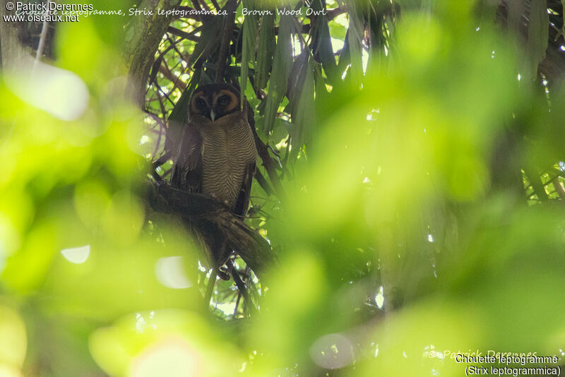 Brown Wood Owl, identification, habitat