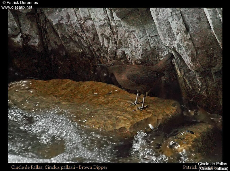 Brown Dipper, identification, habitat