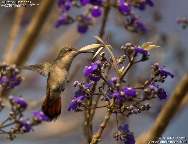Ruby-topaz Hummingbird, identification, habitat, Flight, feeding habits, eats