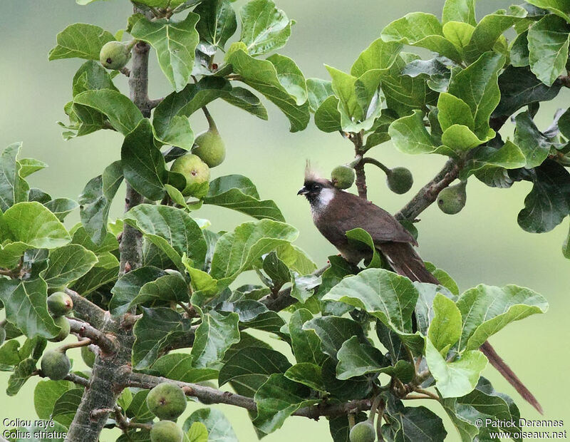 Speckled Mousebird, identification, feeding habits