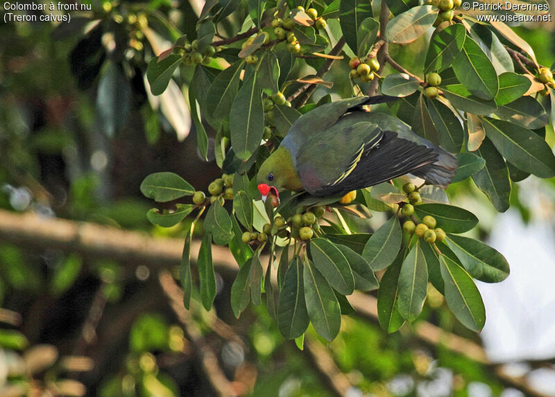African Green Pigeon, identification, feeding habits, Behaviour