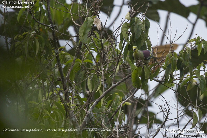 Sri Lanka Green Pigeon, identification, habitat, feeding habits, eats