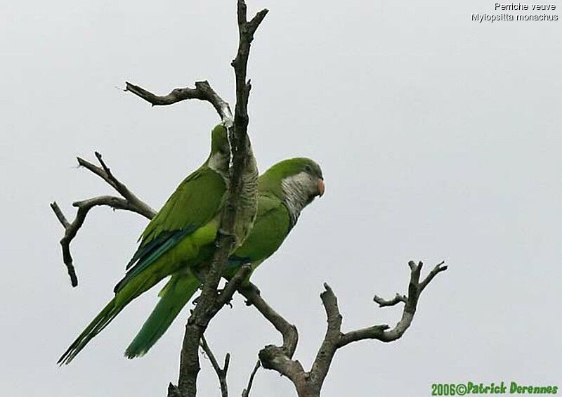 Conure veuve - Myiopsitta monachus