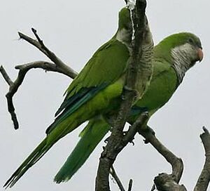 Conure veuve