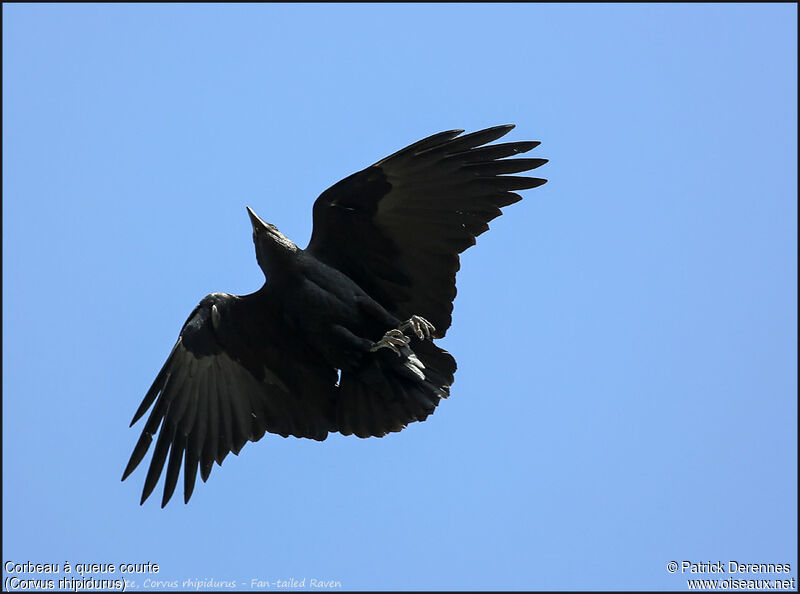 Fan-tailed Raven, Flight