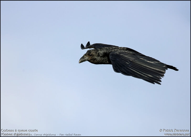 Fan-tailed Raven, Flight