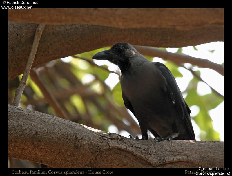 House Crow, identification