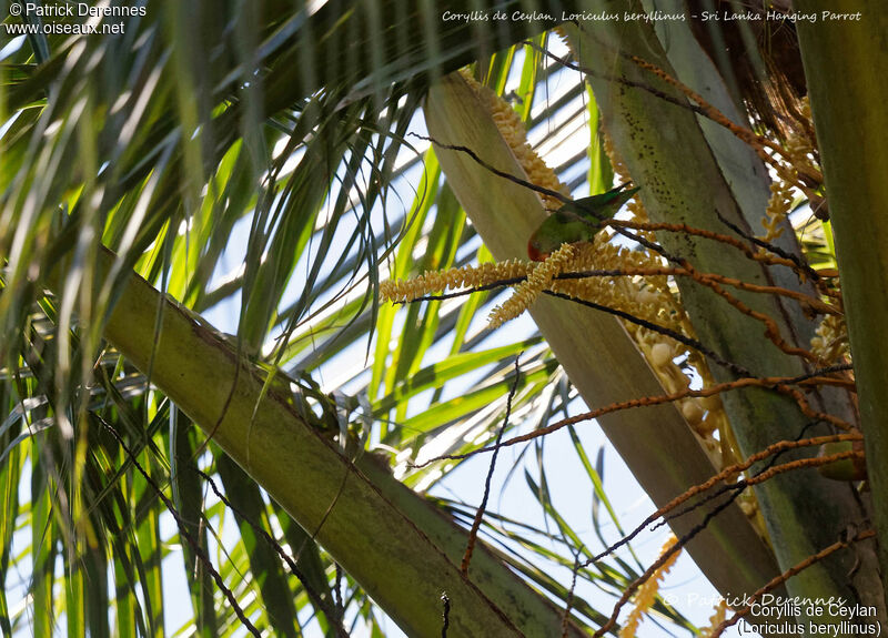 Sri Lanka Hanging Parrot, identification, habitat, feeding habits
