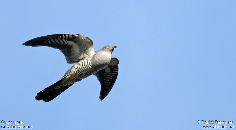 Common Cuckoo male adult breeding, identification, Flight, song
